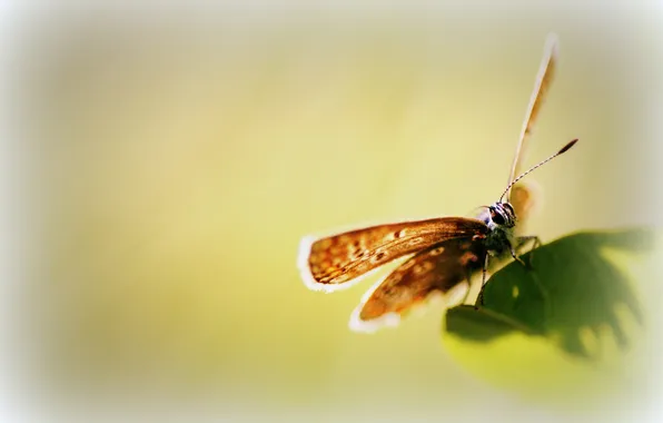 Picture sheet, green, background, butterfly