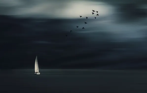 Sea, birds, night, boat