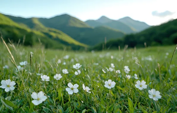 Greens, field, forest, summer, grass, flowers, hills, the slopes