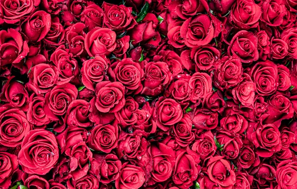 Picture water, drops, red, roses, buds