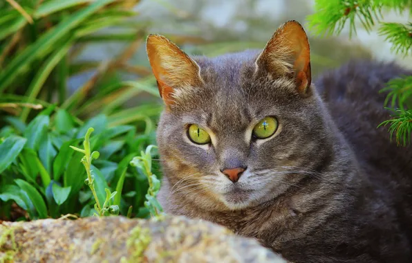 Cat, summer, grass, cat, look, face, grey, portrait