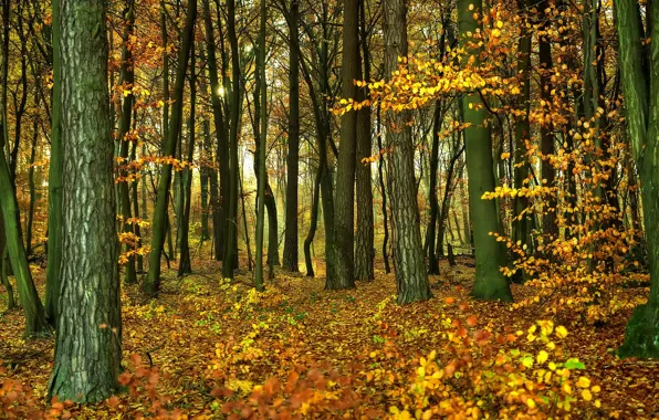 Picture autumn, forest, foliage, forest