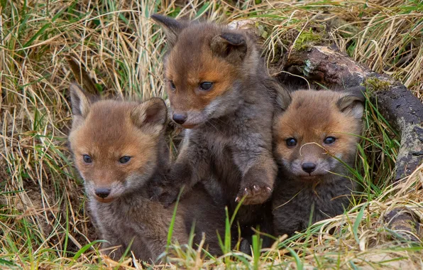 Grass, look, nature, pose, Nora, Fox, kids, trio