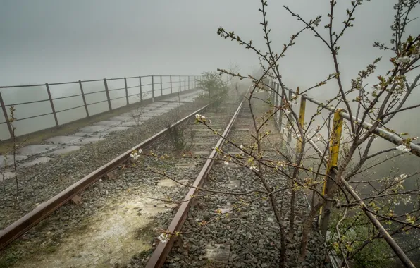 Sadness, branches, bridge, cherry, fog, overcast, Bush, rails