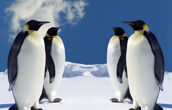 Picture animal, cold, wildlife, penguin, Southern Hemisphere: