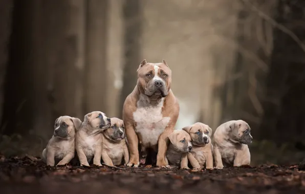 Picture dogs, puppies, family portrait, Pit bull terrier