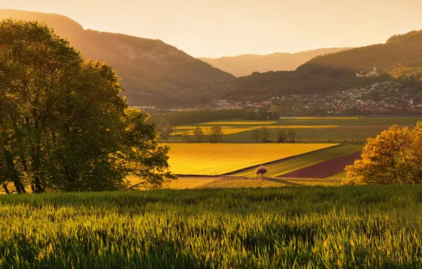 Field, forest, grass, light, trees, mountains, fog, hills