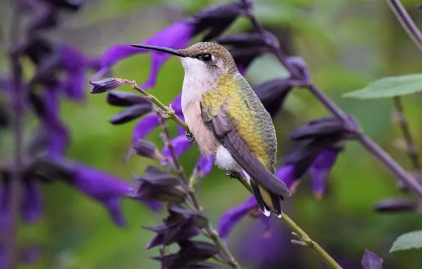 Picture purple, summer, flowers, nature, bird, stem, Hummingbird, bird