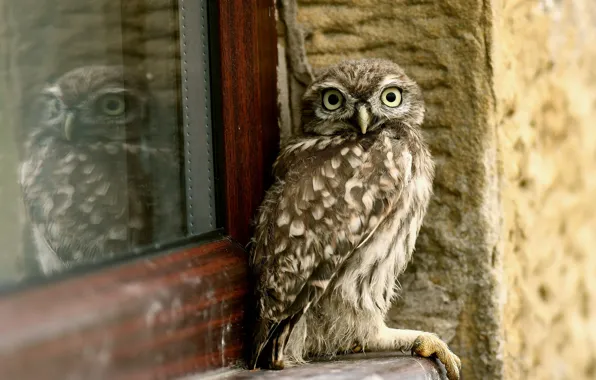 Picture house, owl, bird, window