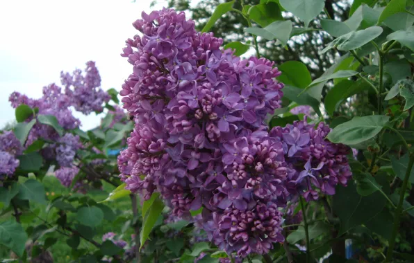 Picture lilac, spring mood, Oh this fragrance