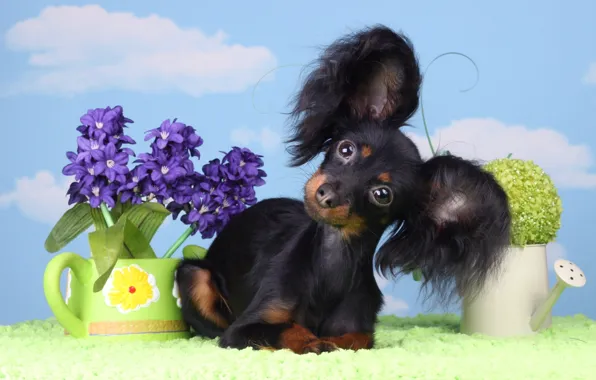 Summer, the sky, look, clouds, flowers, pose, background, dog