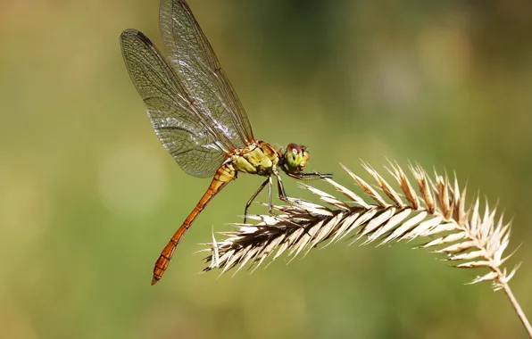 Background, dragonfly, insect, a blade of grass