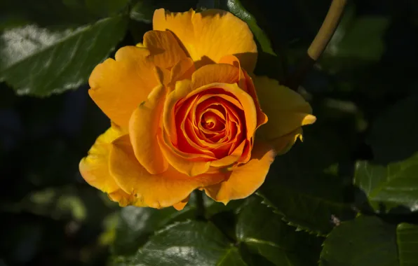 Flower, leaves, light, rose, orange, Bud, yellow, bokeh