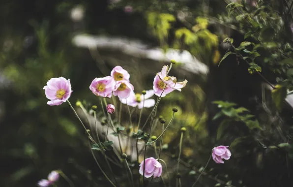 Picture flowers, petals, pink