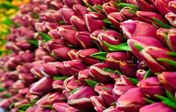 Picture flowers, red, bouquet, spring, tulips, buds, a lot