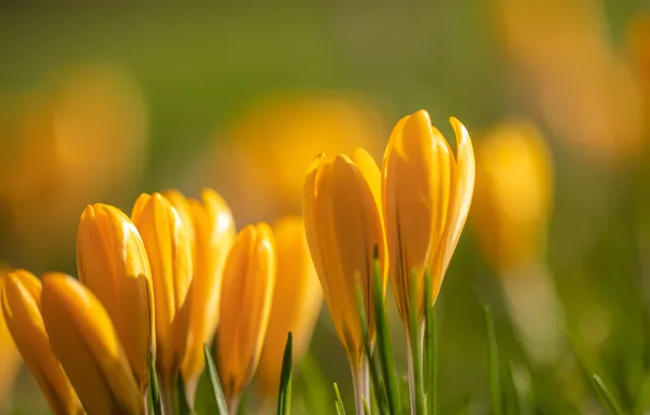 Light, flowers, spring, crocuses, buds, clearing, blur, green background