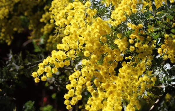Light, flowers, branches, spring, yellow, flowering, Mimosa