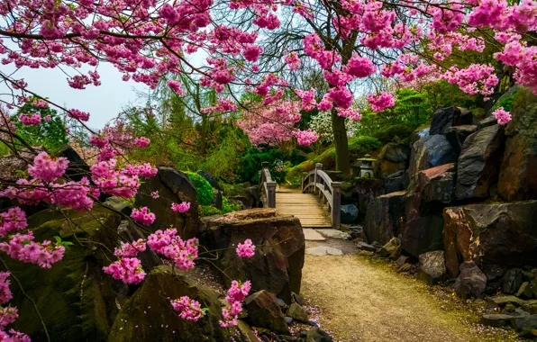 Flowers, stones, tree, Sakura, the bridge, Japanese garden