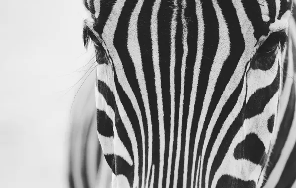 Macro, background, Zebra