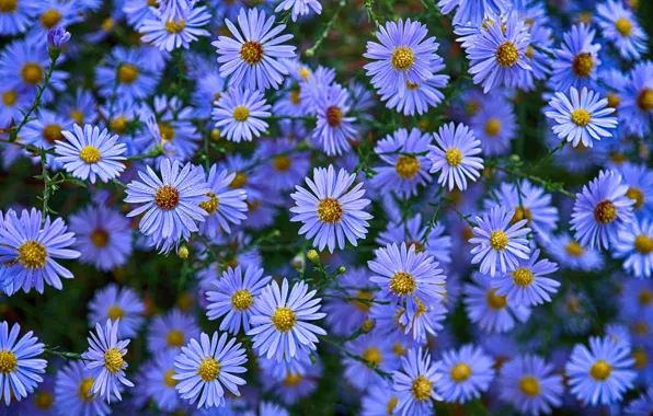 Picture flowers, asters, Astra novoblogika