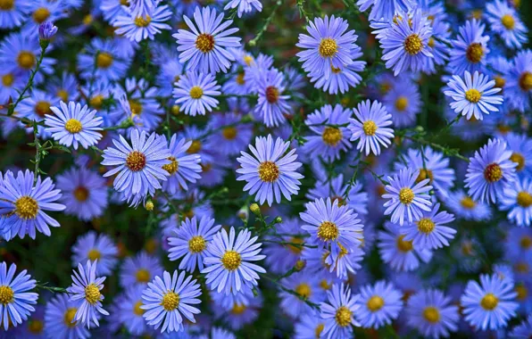 Flowers, asters, Astra novoblogika