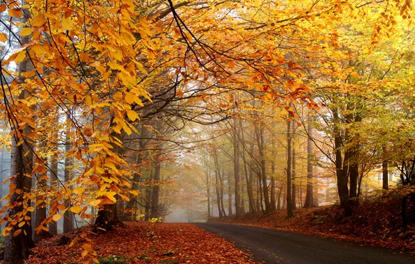 Road, trees, fog, foliage, orange, yellow, autumn, fallen