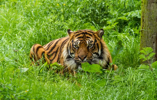 Picture cat, grass, look, tiger, Sumatran