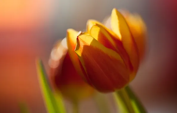 Flower, macro, orange, bright, color, Tulip, spring, blur
