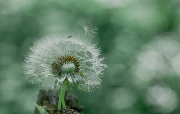 Macro, nature, dandelion, bokeh
