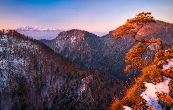 Winter, forest, light, snow, mountains, tree, rocks, forest