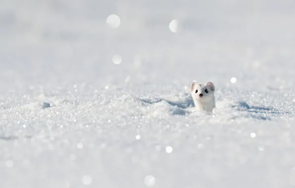 Winter, snow, France, ermine, Jura