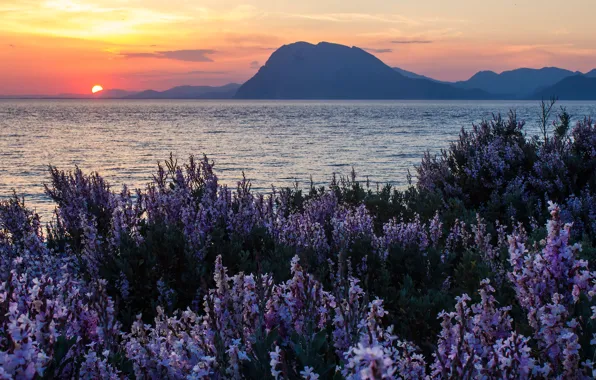 Sea, sunset, flowers, mountains, Greece, Greece, Ionian Islands, The Ionian sea