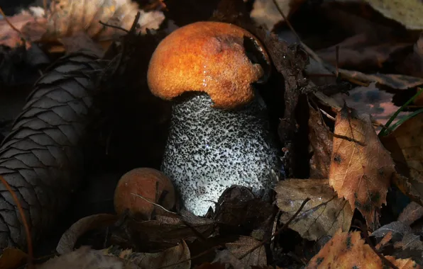 Leaves, Mushroom, boletus, bump, leg, shapka