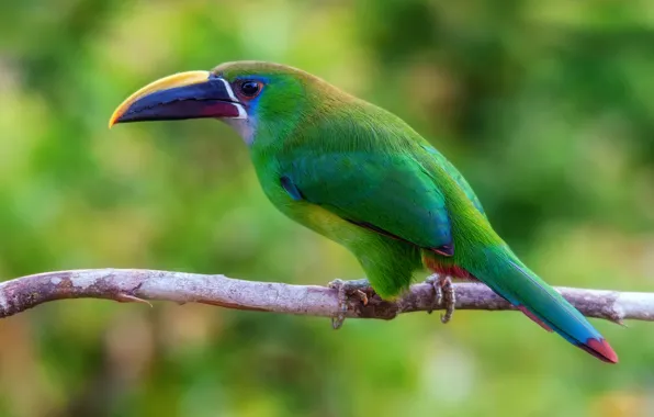 Picture bird, branch, Colombia, Emerald will toucanet