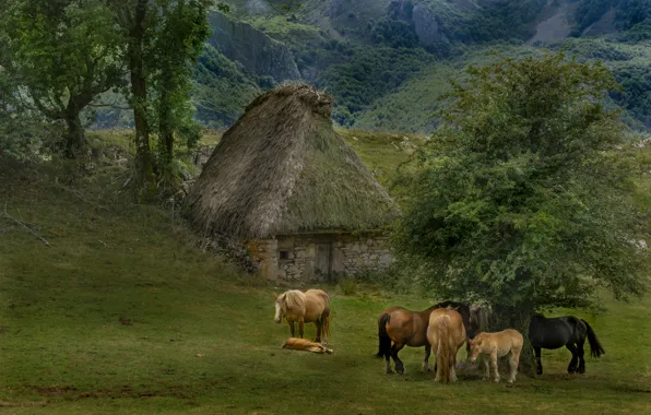Summer, trees, mountains, horses, slope, horse, house, hut
