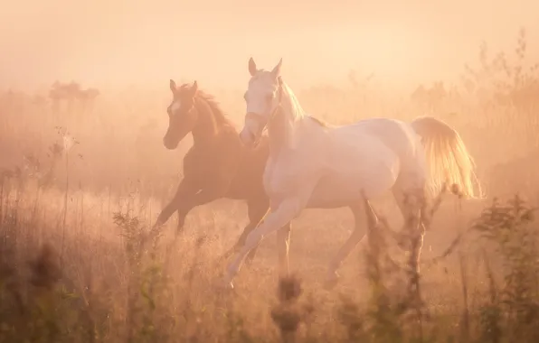 Fog, horses, horse