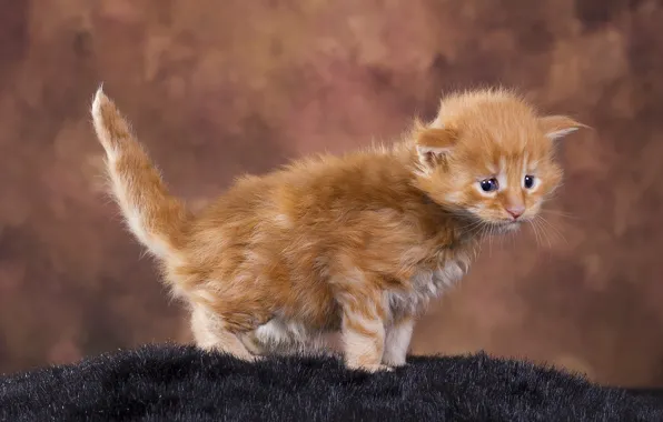 Cat, look, pose, kitty, background, red, muzzle, fur