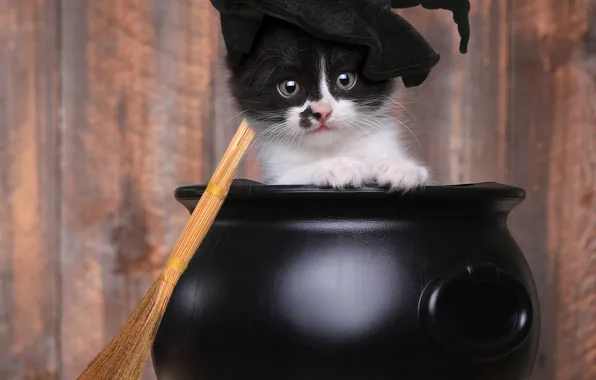 Cat, look, pose, kitty, black and white, black, Halloween, pot