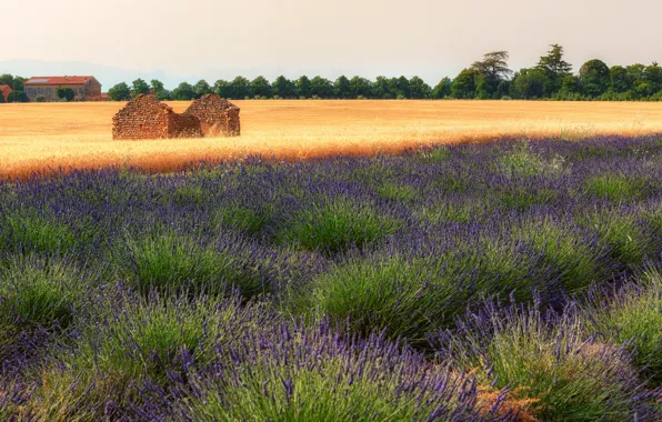 Field, summer, the sky, trees, flowers, nature, house, France