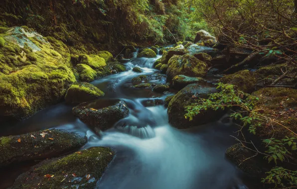 Forest, summer, water, landscape, branches, nature, stream, stones