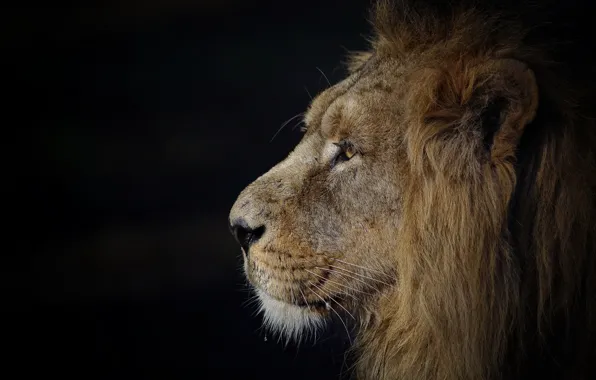 Leo, king, mane, profile