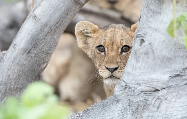 Baby, face, lion, lion