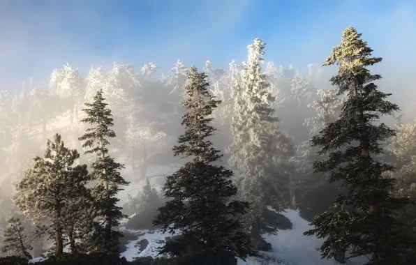 Winter, the sky, snow, trees, spruce, slope
