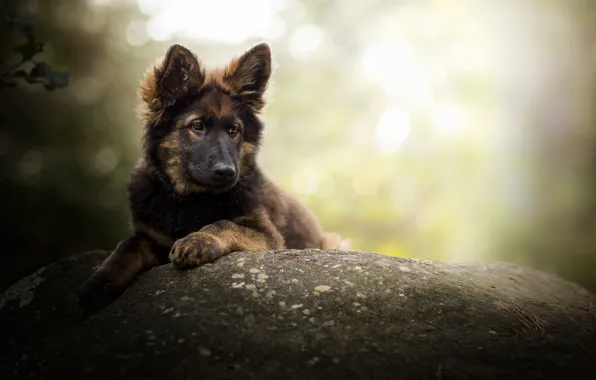 Picture stone, dog, bokeh, German shepherd