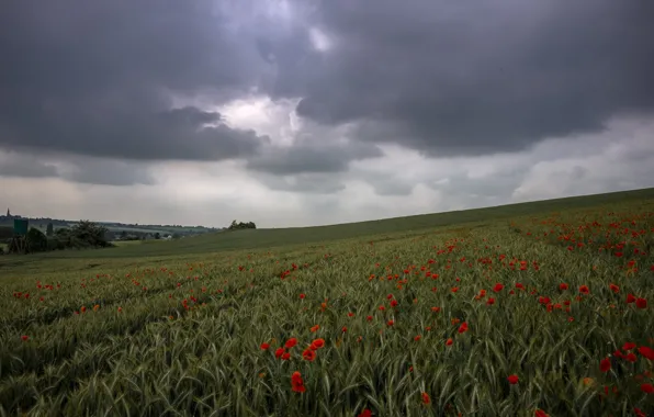 Field, summer, flowers, clouds, rye, Maki, dal, slope