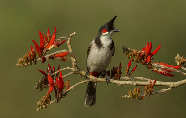 Picture look, flowers, branches, red, background, bird, crest, Bulbul
