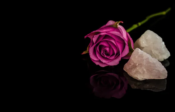 Picture leaves, reflection, stones, pink, rose, stem, Bud, purple