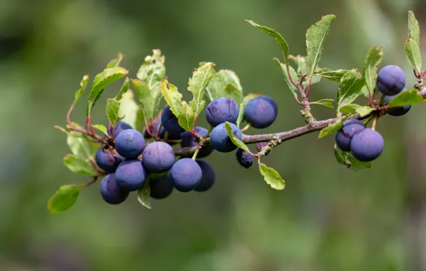 Picture leaves, branches, blue, fruit, plum, drain, Chernosliv