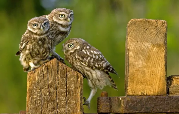 Nature, birds, animal themes, animal wildlife, three brown-and-beige owls