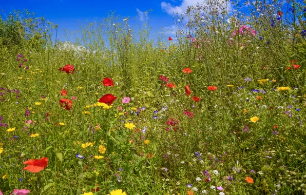 Field, summer, flowers, Maki, meadow, field, different, wildflowers